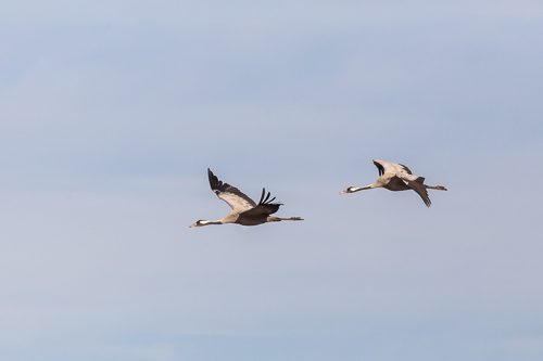 Two common cranes in flight
