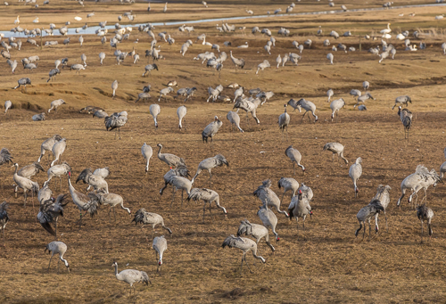 Impressive to see so many cranes in one place!