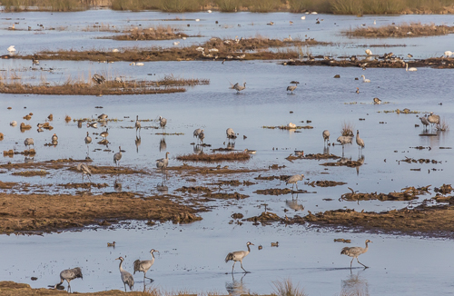 Three cranes crossing the creek