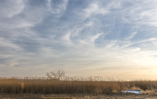 Reeds and a boat