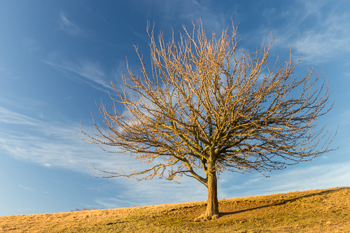 Beautiful tree!