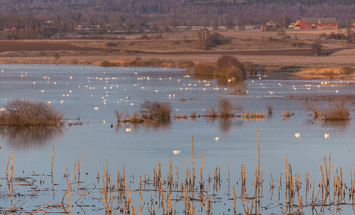 LOTS of swans, and if you look carefully, even more smaller birds on the lake