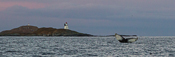 Two small lighthouses and a whale's tail :)
