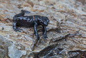 An Alpine Salamander!