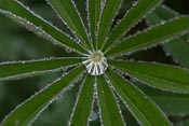 Rain drops inside a lupine plant