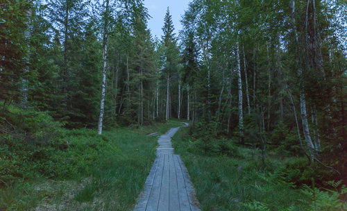 I mostly cycled on dirt roads, but there was a short part that went through the forest on a narrow path with boardwalks