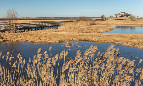 Reeds & boardwalk, lovely place