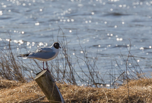 Black-headed gull