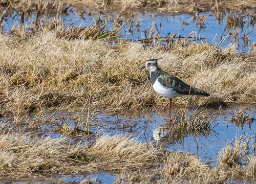 Northern lapwing