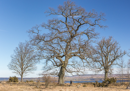 Going for a walk among old oak trees on the shore of the lake