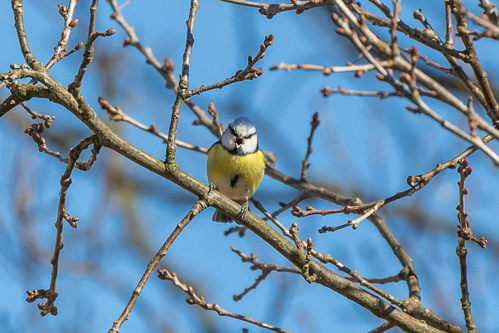 A blue tit calling out