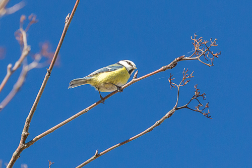 Blue tit and blue sky