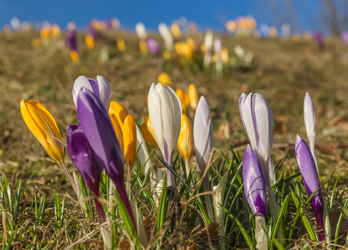 I found crocuses in bloom!