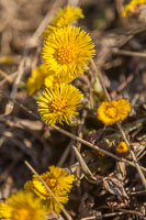 Hestehov / Coltsfoot / Klein Hoefblad - a sure sign that spring is here, this is always to first flower to appear.