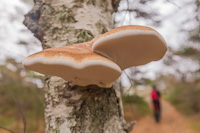 Big mushroom - in Dutch we call this type of mushroom 'fairy bench'