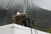 Sea gull on a next on top of some kind of refrigeration container!