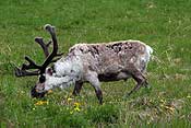 A reindeer having flowers for dinner