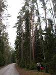 Central Hiiumaa is mostly forest, for miles and miles...