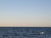 Swan swimming in the sea