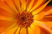 Sunny orange flower