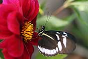 Butterfly & pretty flower