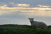 A sheep enjoying the sunset