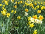 Daffodills