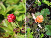 Sørøya was full of cloudberries, an Arctic berry that is very popular here but can't be farmed. On the left an unripe berry, on the right a ripe one. They are SOOOO tasty!