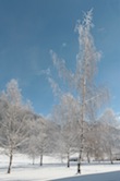 More of those beautiful frozen trees...
